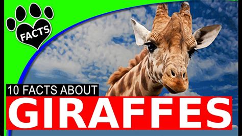 That's why we've gathered 30 facts about animals that you probably a lot of these interesting facts also underscore the similarities and emotional connections that people can share with animals, which. Animals Kids Love: Top 10 Giraffe Facts for Kids World's Tallest Animal - Animal Facts