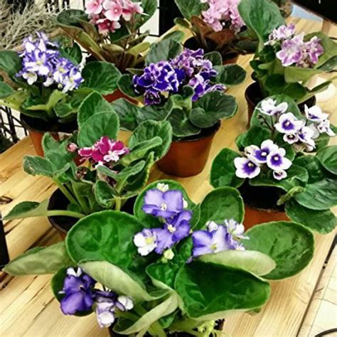 African Violet Live 2 Plants Assorted Colors In Bloom 4 Pots Best T
