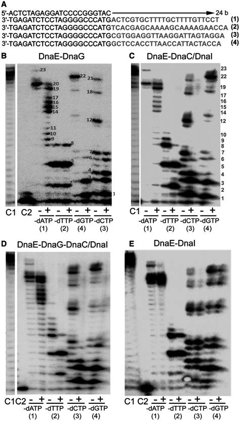 effects of the dnag primase and dnac dnai helicase on the error prone download scientific