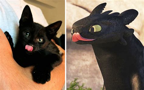 37 Black Cats That Are Actually Toothless In Disguise Magazine