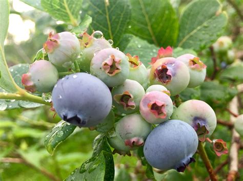 Craving Blueberries U Pick Blueberry Season Is Ripe In Central Ny
