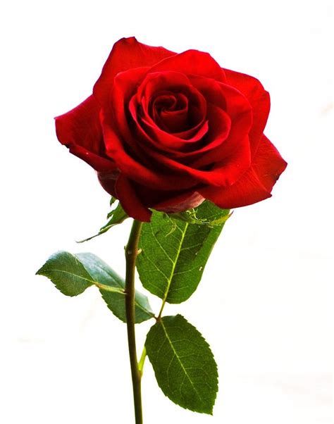 27 Gambar Bunga Mawar Merah Berduri Gambar Bunga Indah