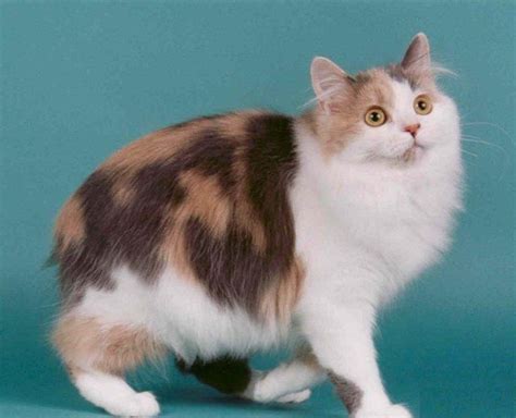 Cymric Cat Info History Personality Kittens Diet Pictures