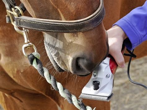Ticklish terror causing you clipping trouble? Your Horse Magazine