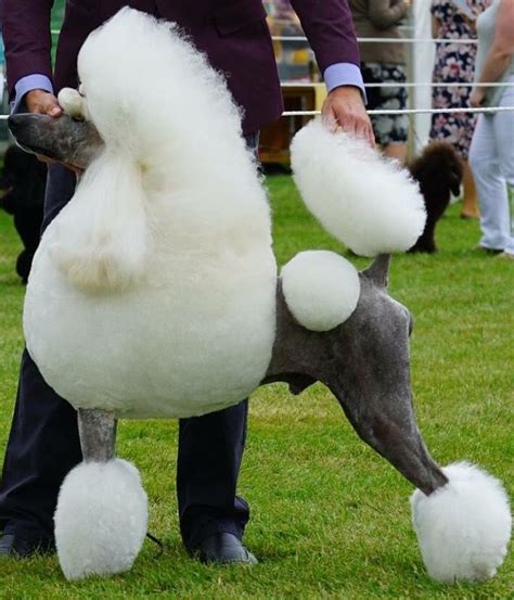 Love The Skin Color On This White Standard Poodle Standard Poodle