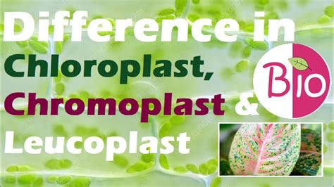Difference In Chloroplast Chromoplast And Leucoplast By Simply The