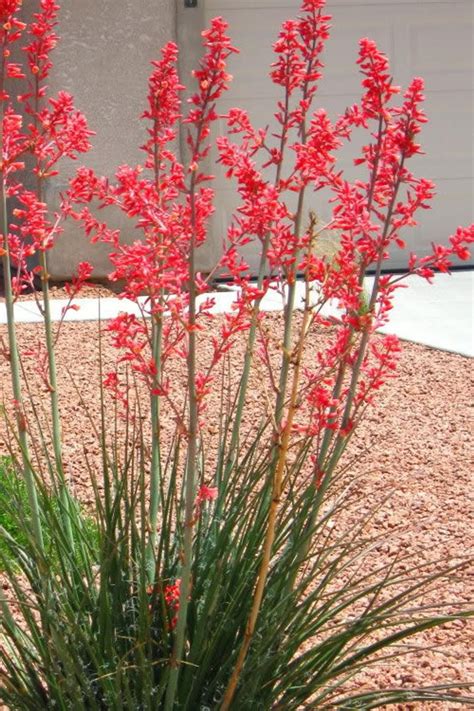 Red Flowers Are Blooming In Front Of A Garage Door With Gravel And