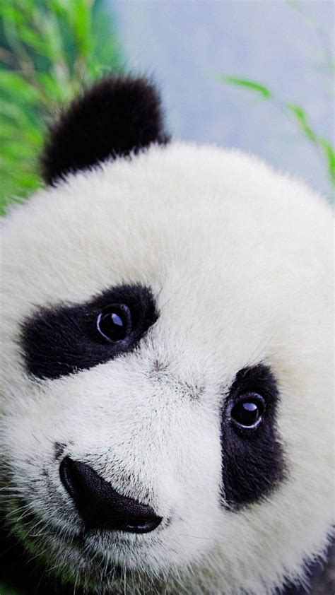 Cute Baby Panda Wallpaper 65 Images