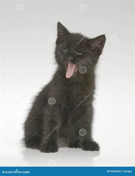 Smiling Black Kitten Stock Photo Image Of Smiling Kitten 9236546