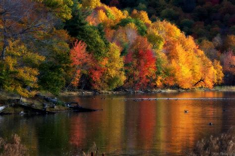 Trees On The River In Autumn By Nica