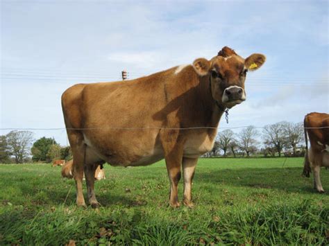 The Jersey Cow Photo