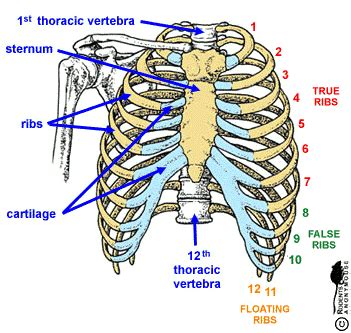 The rib cage is formed by the sternum, costal cartilage, ribs, and the bodies of the thoracic vertebrae. Toracic cage - ribs - anterior view.