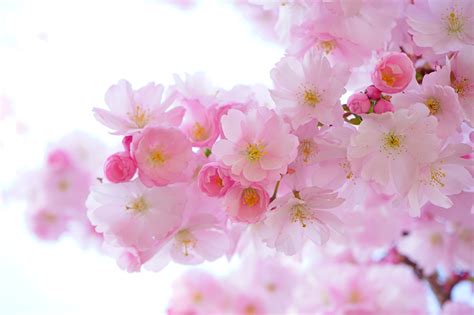 Desktop Hintergrundbilder Japanische Kirschblüte Natur Frühling Rosa