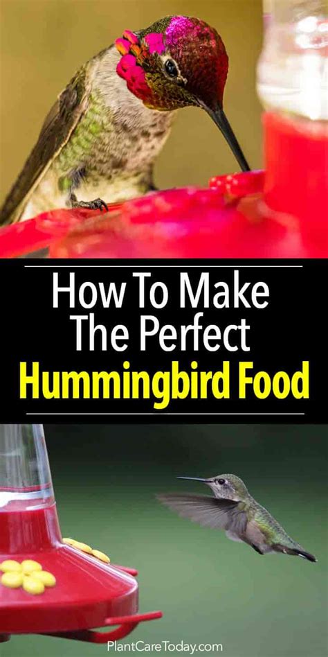 How To Make Homemade Hummingbird Food How To Make Your Own Diy Hummingbird Feeder Using