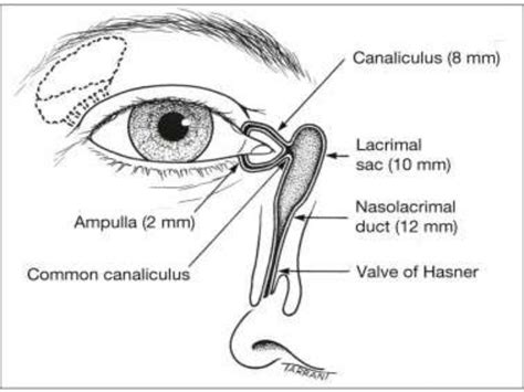 Anatomy And Physiology Of Lacrimal Apparatus Ppt