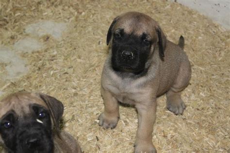 English Mastiff Puppy Here Is A English Mastiff Puppy For Sale At