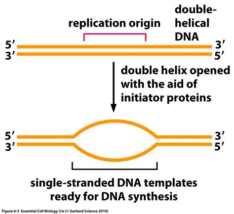 Replication Origin Ori Region Origin Of Replication
