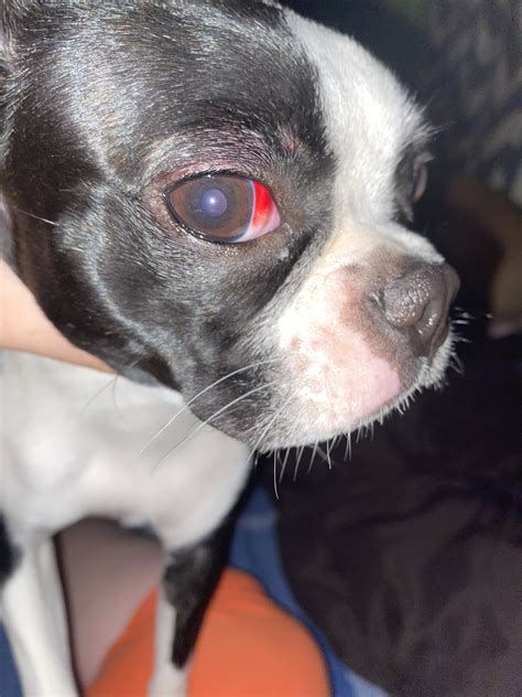 Do Boston Terriers Have Eye Problems