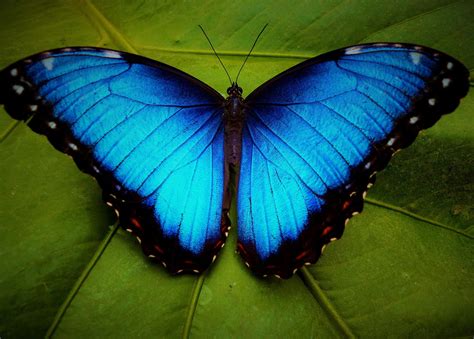 Top Most Beautiful Butterflies In The World Arenapile