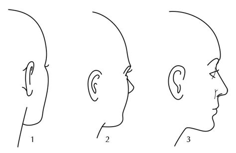 Human Anatomy Fundamentals Basics Of The Face