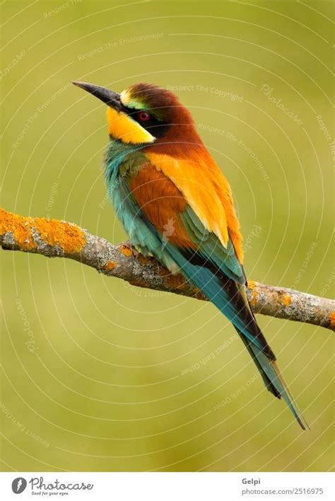 Colorful Bird Exotic A Royalty Free Stock Photo From Photocase
