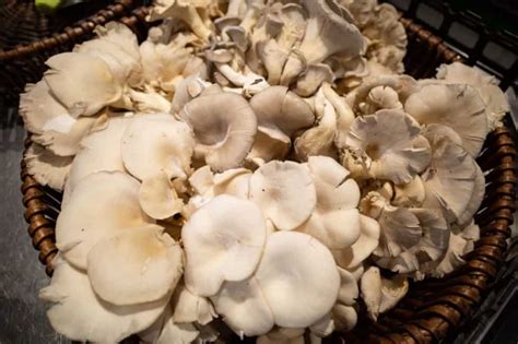 10 Common Mushrooms In Oklahoma Star Mushroom Farms