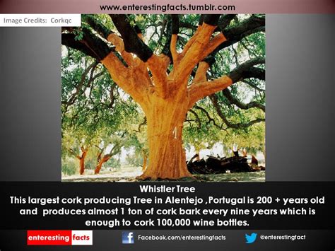 Interesting Factsdid You Know Fun Facts Interestingfacts The Tree
