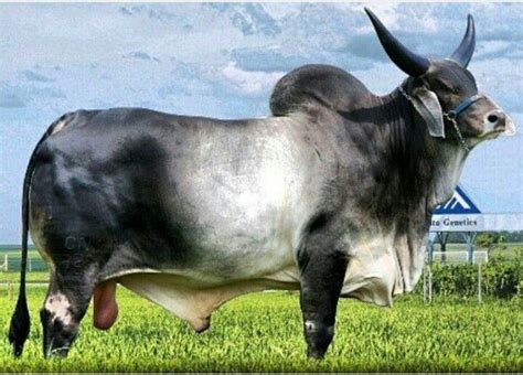 Zebu Cattle Cattle Ranching Gado Leiteiro Bull Images Animals With