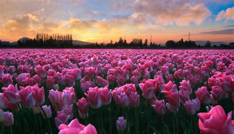 Pink Tulip Wallpaper 62 Images