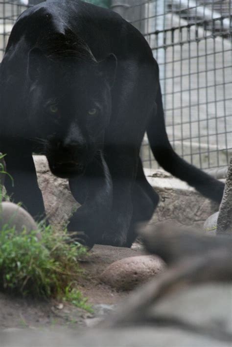 Black Jaguar Foto And Bild Tiere Zoo Wildpark And Falknerei Säugetiere