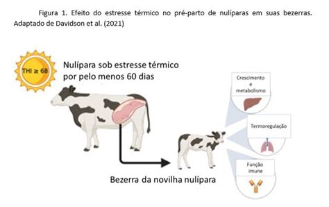 Estresse térmico no pré parto e a vida produtiva de bezerras MilkPoint