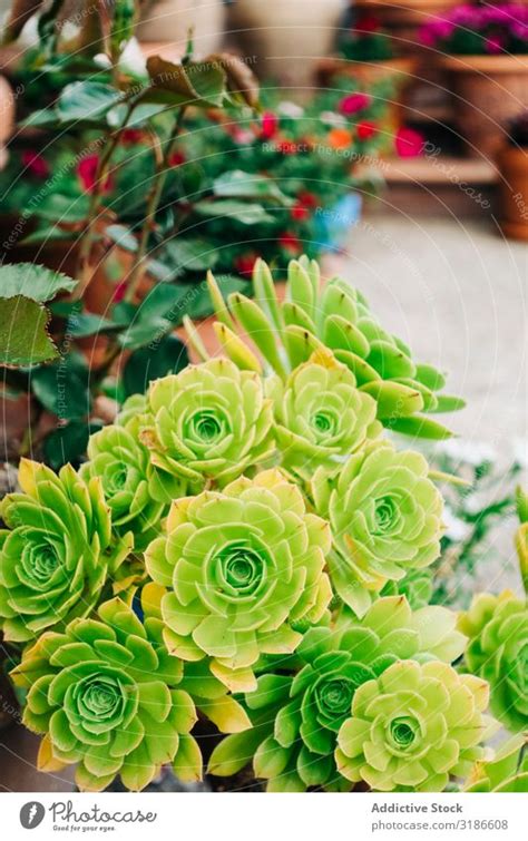 Overhead Shot Of Succulents In Pots A Royalty Free Stock Photo From
