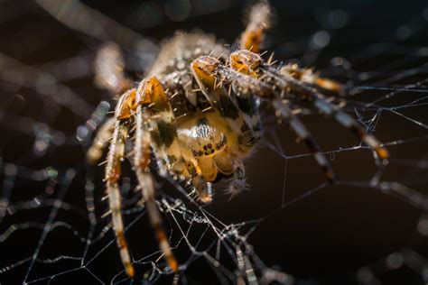 Spider Lurking In The Web Shot On Canon Eos M50 And Sigma Flickr