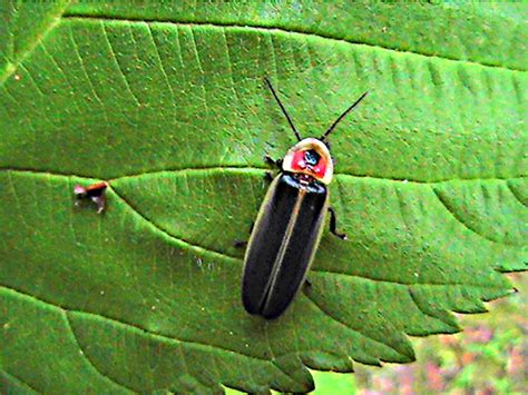 Pyralis Firefly Lightning Bug Project Noah