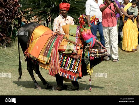 Musician Show Decorated Bull Gangireddu Skills During Sankranti Stock
