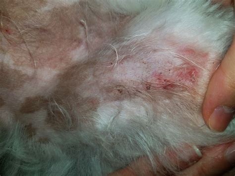 Foliculite Em Cães Sintomas Fotos Causas E Tratamento Uau Uau Que Mia