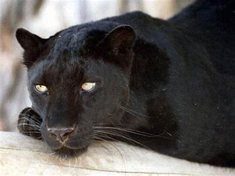 The Black Panther Melanistic Leopard Beautiful Big