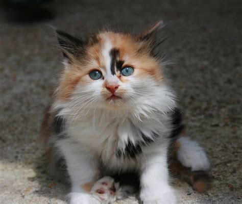 Best Long Haired Calico Cat Stock Photos Pictures And Royalty Free