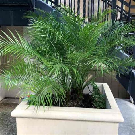 Pygmy Date Palm Care Tips On Growing Phoenix Roebelenii Understory