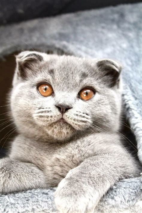 Vaccinated Kittens Blue British Shorthair Manchester Bsh Pedigree In