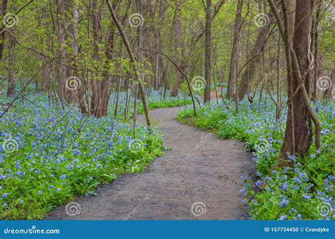 Trail Lined With Spring Bluebell Wildflowers In Virginia Stock Photo