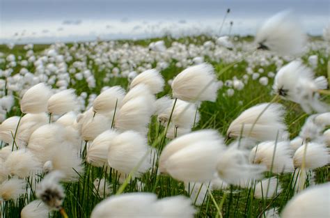 Cotton Grass Sedge Andrea Pokrzywinski Flickr