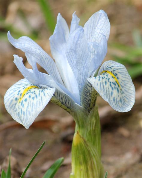 Iris Reticulata Katharine Hodgkin Bulbs — Buy Irises Online At Farmer
