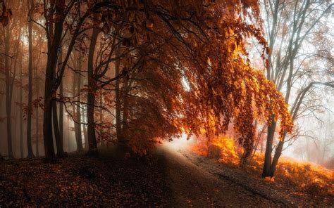 배경 화면 햇빛 나무 경치 숲 가을 이파리 겨울 아침 안개 통로 잎 시즌 삼림지 서식지 자연 환 경