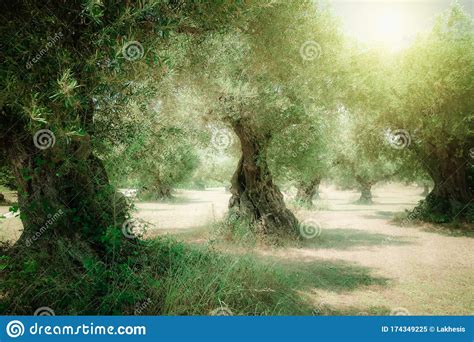 Olive Tree Grove On Sunny Day Crete Island Greece Stock Image Image