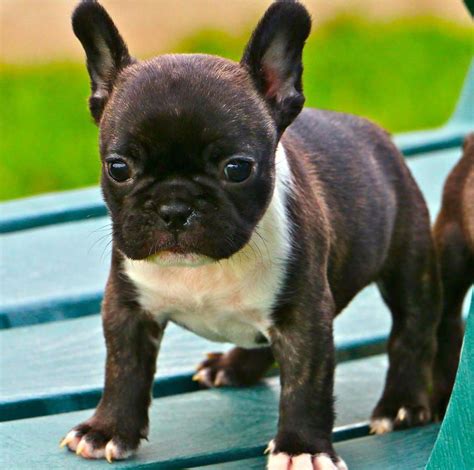 12 Cute Brindle French Bulldog Puppies For Families All Puppies