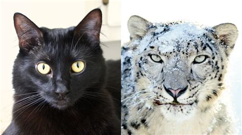 House Cats Helping Snow Leopards Youtube