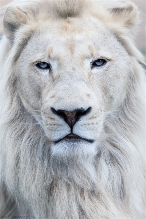 The White Lion Is Absolutely Gorgeous And Is Your Typical African Lion