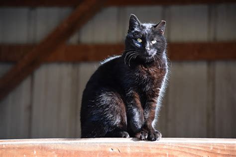 Barn Cats For Adoption In Massachusetts Chase Robison