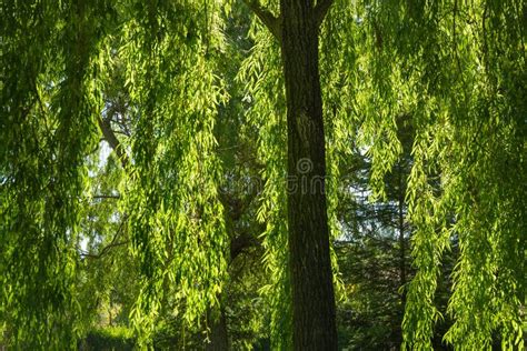 Weeping Willow Hanging Branch Stock Photo Image Of Diffusion Tree